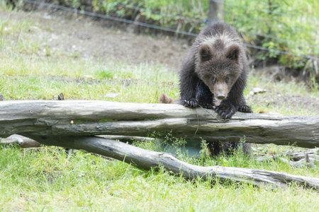 Brown bear (Ursus arctos). Wild life animal.の写真素材