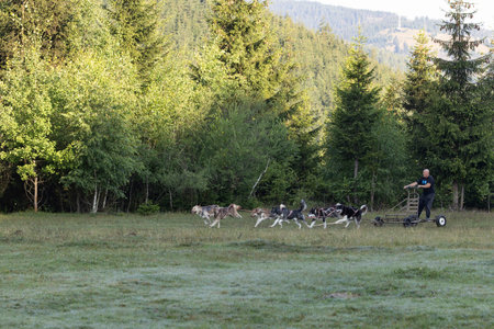 Man with husky Greenland dogs running with a sled in green field with forest on a sunny dayの写真素材