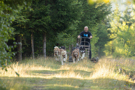 Man with husky Greenland dogs running with a sled in green summer forest on a sunny dayの写真素材