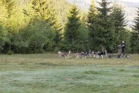 Man with husky Greenland dogs running with a sled in green field with forest on a sunny dayの写真素材