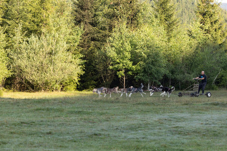 Man with husky Greenland dogs running with a sled in green field with forest on a sunny dayの写真素材