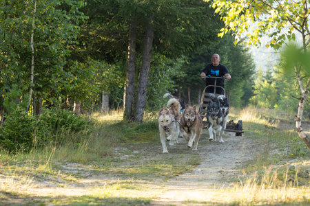Husky Greenland dogs mushing  with  man running with a sled in green summer forest on a sunny dayの写真素材