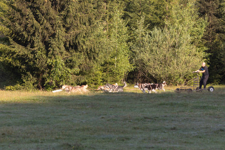 Man with husky Greenland dogs running with a sled in green summer forest on a sunny dayの写真素材
