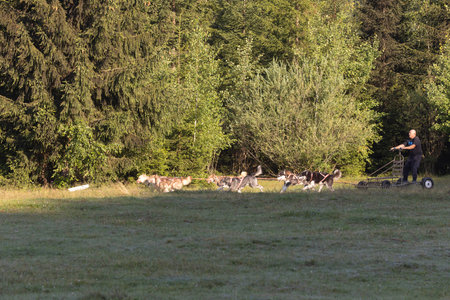 Man with husky Greenland dogs running with a sled in green summer forest on a sunny dayの写真素材