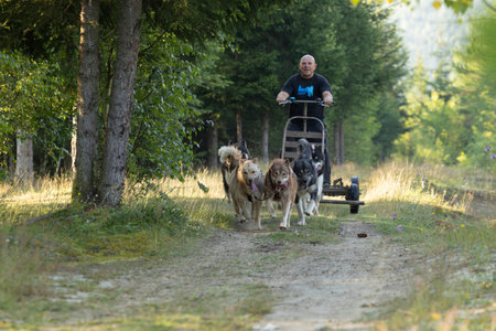 Husky Greenland dogs mushing  with  man running with a sled in green summer forest on a sunny dayの写真素材