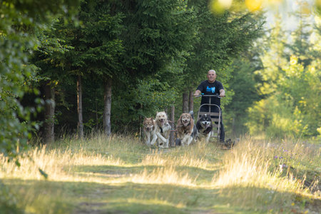 Man with husky Greenland dogs running with a sled in green summer forest on a sunny dayの写真素材