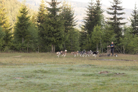 Man with husky Greenland dogs running with a sled in green field with forest on a sunny dayの写真素材