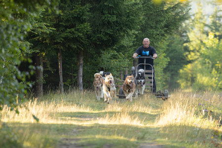 Husky Greenlad dogs mushing  with  man running with a sled in green summer forest on a sunny dayの写真素材