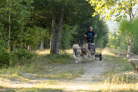 Husky Greenland dogs mushing  with  man running with a sled in green summer forest on a sunny dayの写真素材