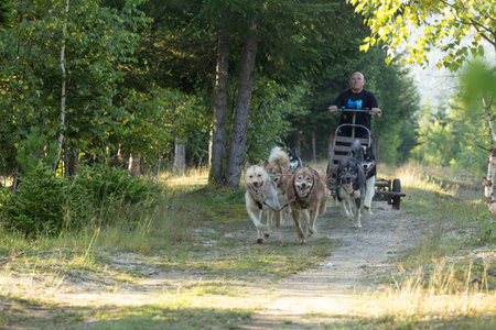 Husky Greenlad dogs mushing  with  man running with a sled in green summer forest on a sunny dayの写真素材