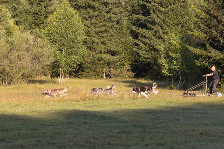 Man with husky Greenland dogs running with a sled in green field with forest on a sunny dayの写真素材
