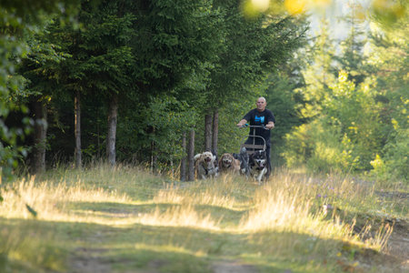 Husky Greenland dogs mushing  with  man running with a sled in green summer forest on a sunny dayの写真素材