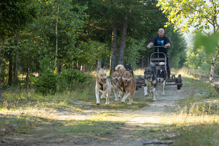 husky dogs with  man running with a sled in green summer forest on a sunny dayの写真素材