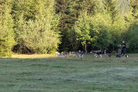 Man with husky Greenland dogs running with a sled in green summer forest on a sunny dayの写真素材