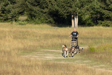 Mushing Greenland and siberian husky dog team pulling sled with man in a summer field next to forest on a sunny day.の写真素材