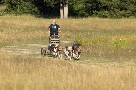 Mushing Greenland and siberian husky dog team pulling sled with man in a summer field next to forest on a sunny day.の写真素材