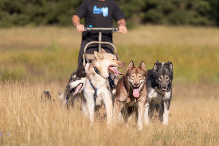 Mushing Greenland and siberian husky dog team pulling sled with man in a summer field next to forest on a sunny day.の写真素材