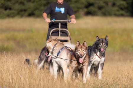 Mushing Greenland and siberian husky dog team pulling sled with man in a summer field next to forest on a sunny day.の写真素材