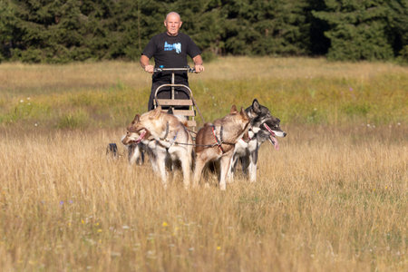 Mushing Greenland and siberian husky dog team pulling sled with man in a summer field next to forest on a sunny day.の写真素材