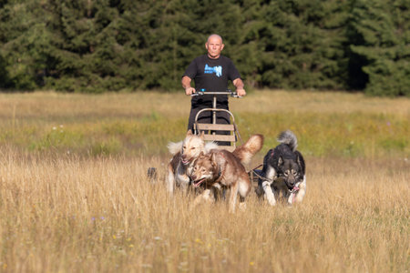 Mushing Greenland and siberian husky dog team pulling sled with man in a summer field next to forest on a sunny day.の写真素材