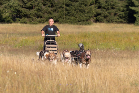 Mushing Greenland and siberian husky dog team pulling sled with man in a summer field next to forest on a sunny day.の写真素材