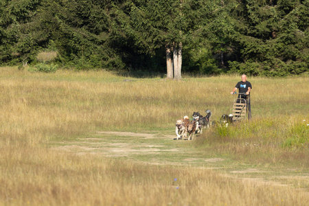 Mushing Greenland and siberian husky dog team pulling sled with man in a summer field next to forest on a sunny day.の写真素材