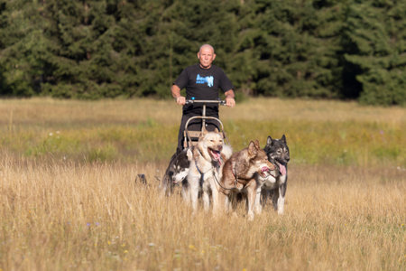 Mushing Greenland and siberian husky dog team pulling sled with man in a summer field next to forest on a sunny day.の写真素材
