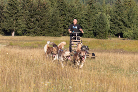 Mushing Greenland and siberian husky dog team pulling sled with man in a summer field next to forest on a sunny day.の写真素材