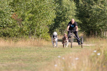 man and greenland husky dog musher team with two dogs pulling bike in green meadow on a summer sunny dayの写真素材