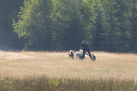 man and greenland husky dog musher team with two dogs pulling bike in green meadow on a summer sunny dayの写真素材