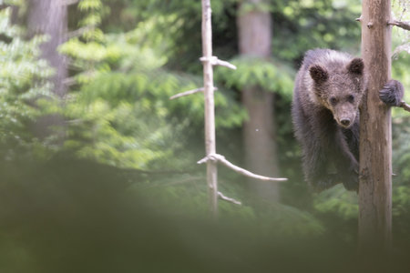 Bear cub baby climbing a green forest tree in summerの写真素材