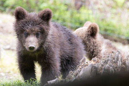 cute brown bear baby cubs in a green summer forestの写真素材