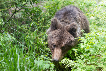 brown bear in green spruce forest during summer hidding in tall grassの写真素材