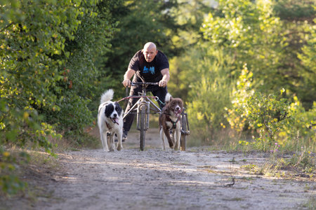 dog team pulling bike with man mushing through a field in the summer on a sunny dayの写真素材
