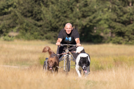dog team pulling bike with man mushing through a field in the summer on a sunny dayの写真素材
