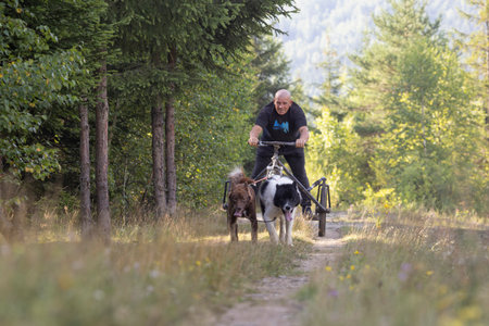 dog team pulling bike with man mushing through a field in the summer on a sunny dayの写真素材