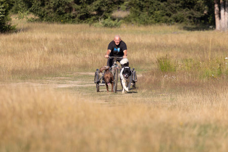 dog team pulling bike with man mushing through a field in the summer on a sunny dayの写真素材