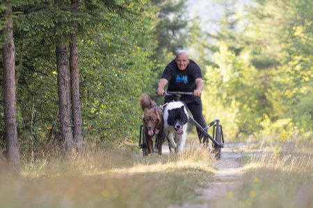 dog team pulling bike with man mushing through a field in the summer on a sunny dayの写真素材