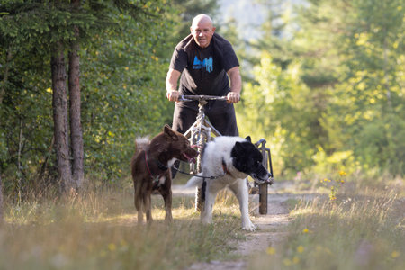 dog team pulling bike with man mushing through a field in the summer on a sunny dayの写真素材