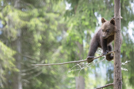 portrait of wild baby brown bear cub  ursus arctos standing in green european summer forest walking on treeの写真素材
