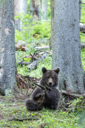 portrait of wild brown bear ursus arctos standing in green european summer forest walking on treeの写真素材
