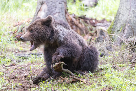 portrait of wild brown bear ursus arctos in green european summer forest walking on treeの写真素材
