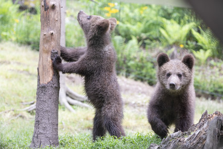 portrait of two wild baby brown bear cub  ursus arctos standing in green european summer forestの写真素材