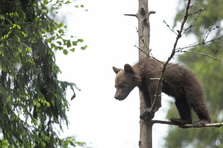 portrait of wild baby brown bear cub  ursus arctos standing in green european summer forestの写真素材