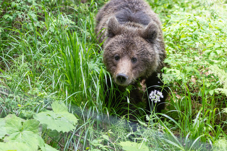portrait of wild brown bear ursus arctos in green european summer forest walking on treeの写真素材