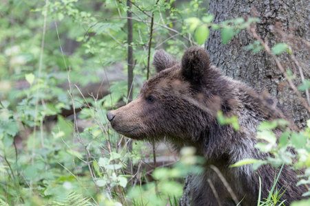 portrait of wild brown bear ursus arctos in green european summer forestの写真素材