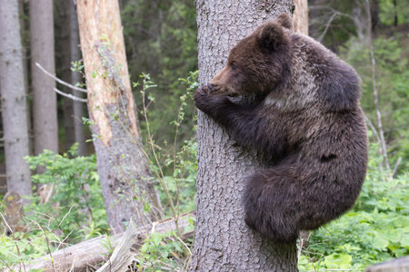 Brown bear ursus arctos cub baby in green spruce forest climbing tree.の写真素材