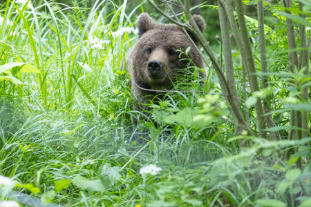 Brown bear ursus arctos close up in lush green meadow with flowers and thick vegetation.の写真素材