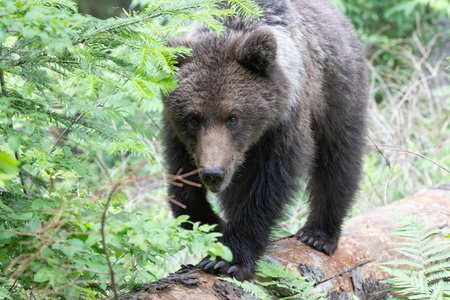 Brown bear ursus arctos close up in green spruce forest walking on fallen tree trunk.の写真素材
