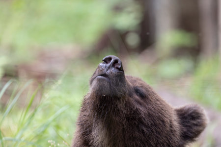 Brown bear ursus arctos portrait close up alone headshot with funny noseの写真素材